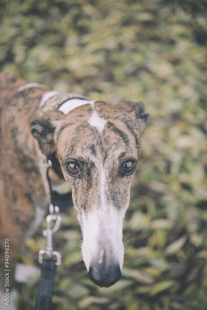 Greyhound dog poses outdoors in an autumn scenery Greyhound dog poses outdoors in an autumn scenery