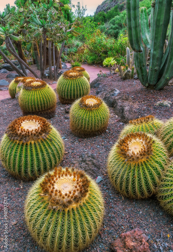 Garden with cactuses in Las Palmas on Gran Canaria