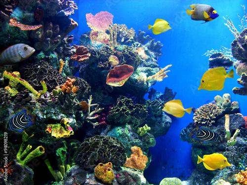 Colorful and vibrant aquarium life