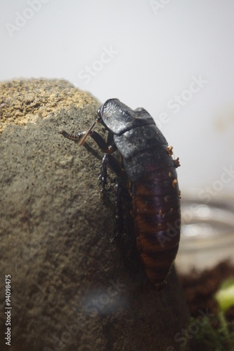 Madagascar Hissing Cockroach - Gromphadorhina portentosa