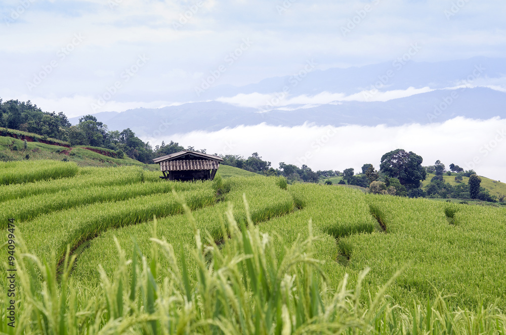 green Terraced Rice Field in Chiangmai, Thaliansd
