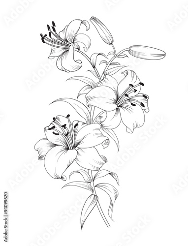 Group of lily flowers.