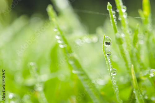 Water Drop on the green grass