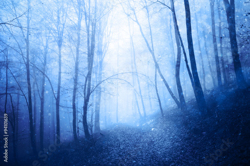 Dreamy peaceful blue colored foggy forest landscape with lovely snowfall. Beautiful winter snowfall in the foggy forest.