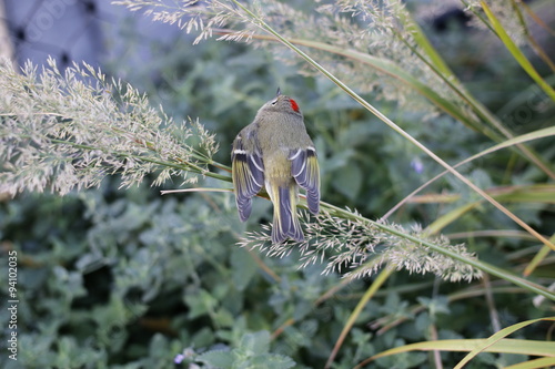 Animal: Bird on highline photo