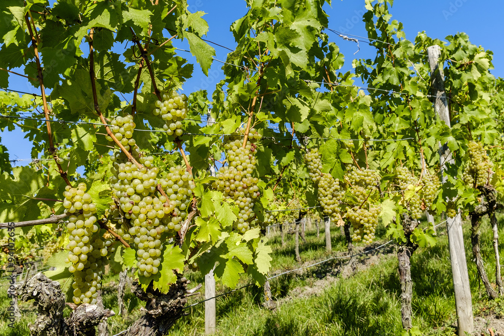 Weintrauben, Sorte Müller Thurgau in Frankens nördlichstem Anbaugebiet, Unfinden, Unterfranken