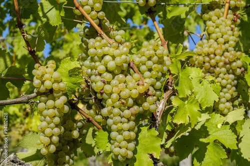 Weintrauben, Sorte Müller Thurgau in Frankens nördlichstem Anbaugebiet, Unfinden, Unterfranken