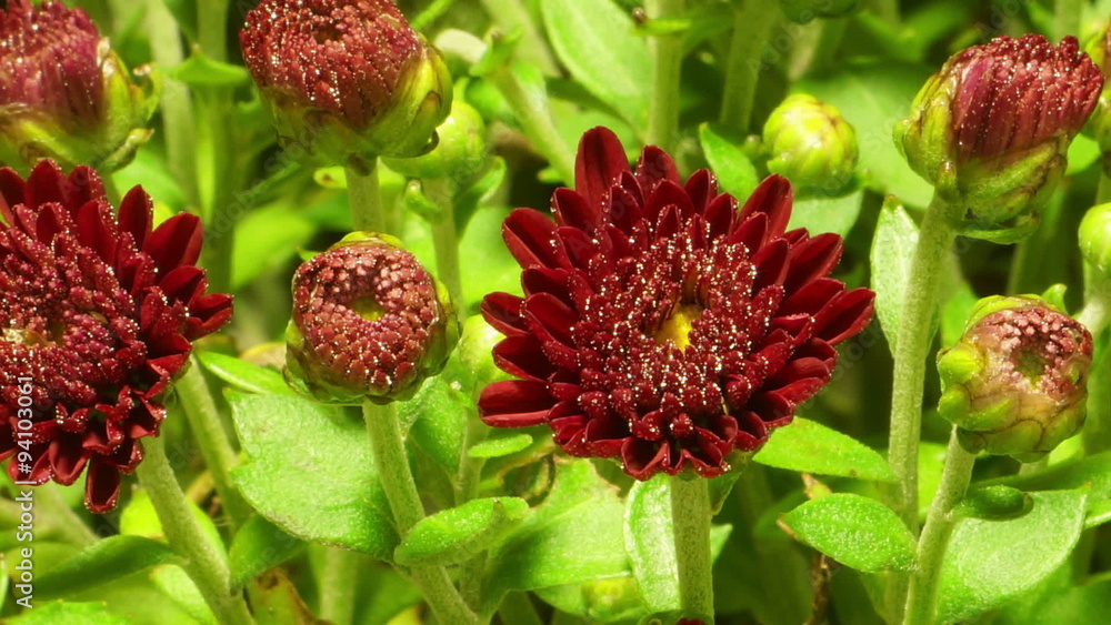 Red Chrysanthemum Flower Time-lapse
Red Chrysanthemum Flower Time-lapse