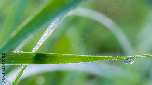 Photos Dew drop close up