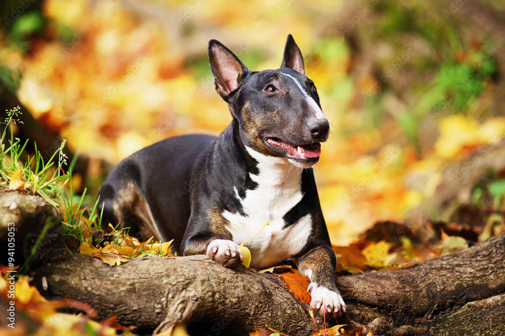 Miniature Bull Terrier dog lying on a tree roots in autumn Miniature Bull Terrier dog lying on a tree roots in autumn