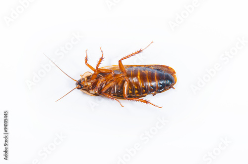 Cockroach © Daniel MR