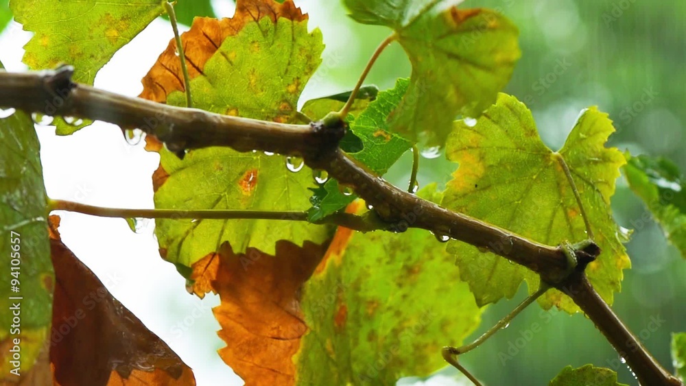 Rain drops falling on grape leaves with sound Rain drops falling on grape leaves with sound