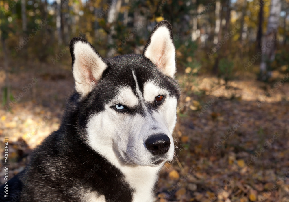 Siberian husky portret Siberian husky portret