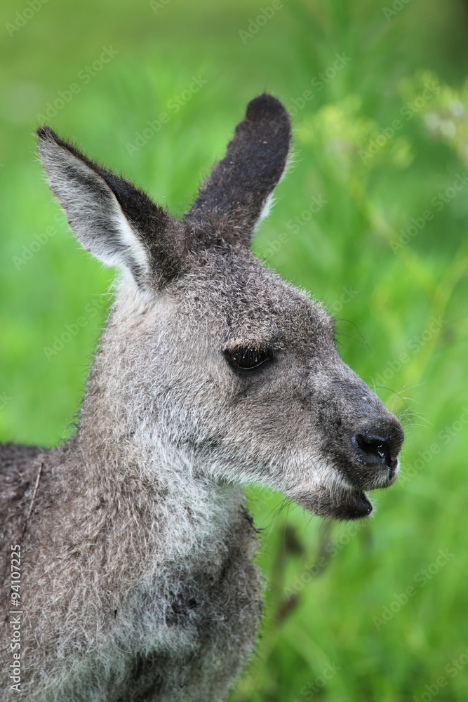 Östliches Graues Riesenkänguru (Macropus giganteus) Östliches Graues Riesenkänguru (Macropus giganteus)