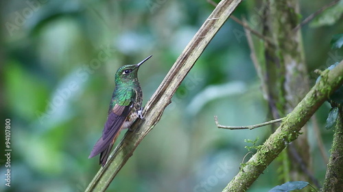 Buff-tailed Coronet, Boissonneaua flavescens, close up in Ecuador  photo