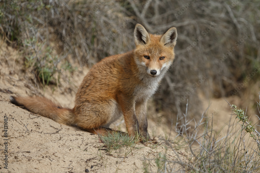 Fototapeta premium Red fox cub