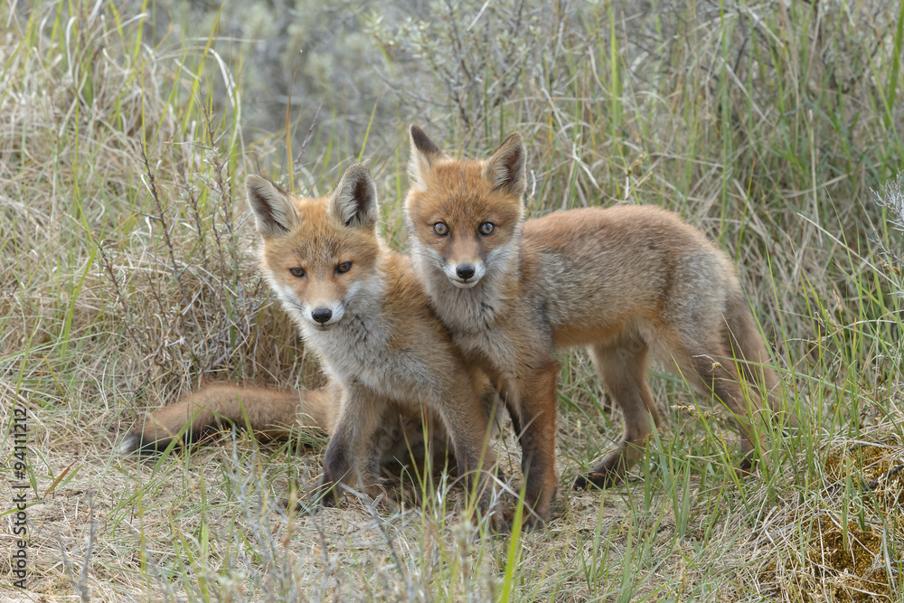 Red fox cubs.