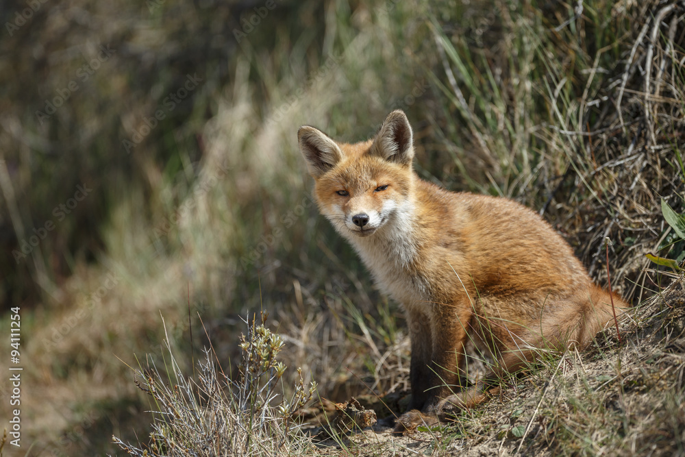 Red fox cub