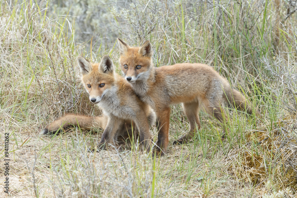 Red fox cubs. Red fox cubs.