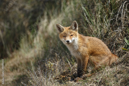 Red fox cub © Menno Schaefer
