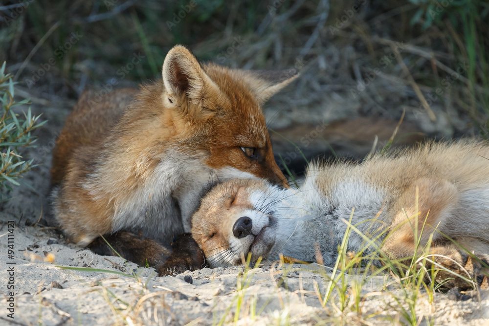 Obraz premium Red fox cubs playing