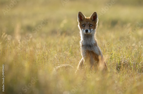Red fox cub in backlight 