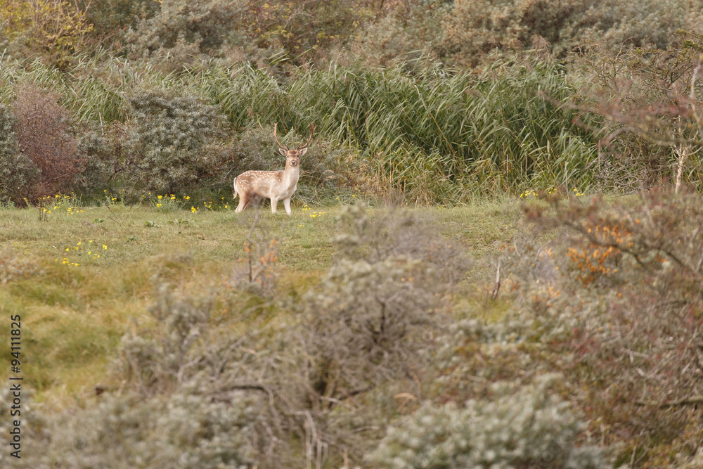Fallow deer during mating season Fallow deer during mating season