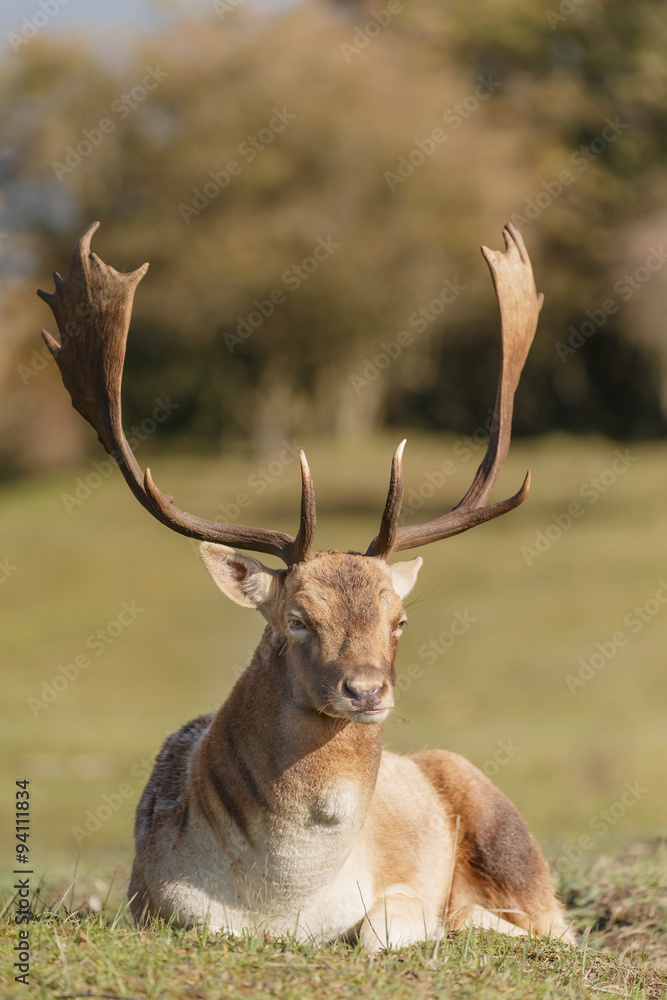 Fallow deer during mating season Fallow deer during mating season