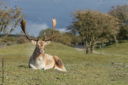 Wallpaper Mural Fallow deer during mating season Torontodigital.ca