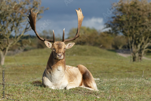 Fallow deer during mating season photo