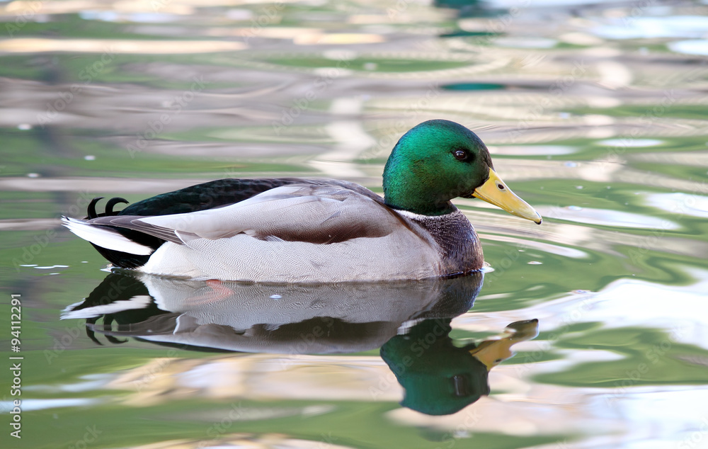 Obraz premium утка в водоеме