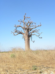 Leinwandbilder Baobab Imposanter Baobab in der Trockenzeit  © tite_framboise
