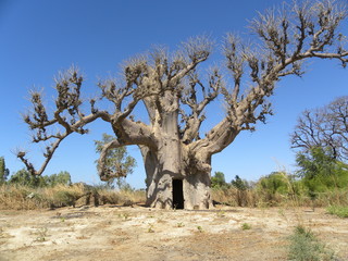 Leinwandbilder Baobab Majestätischer Baobab unter blauem Himmel  © tite_framboise