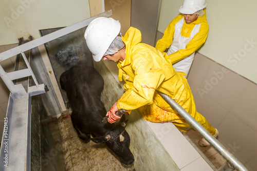 Slaughterhouse team expertly prepares to utilize a captive bolt pistol,a humane and efficient tool for stunning cattle.