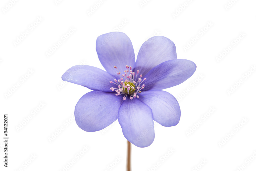 spring flowers Hepatica nobilis spring flowers Hepatica nobilis