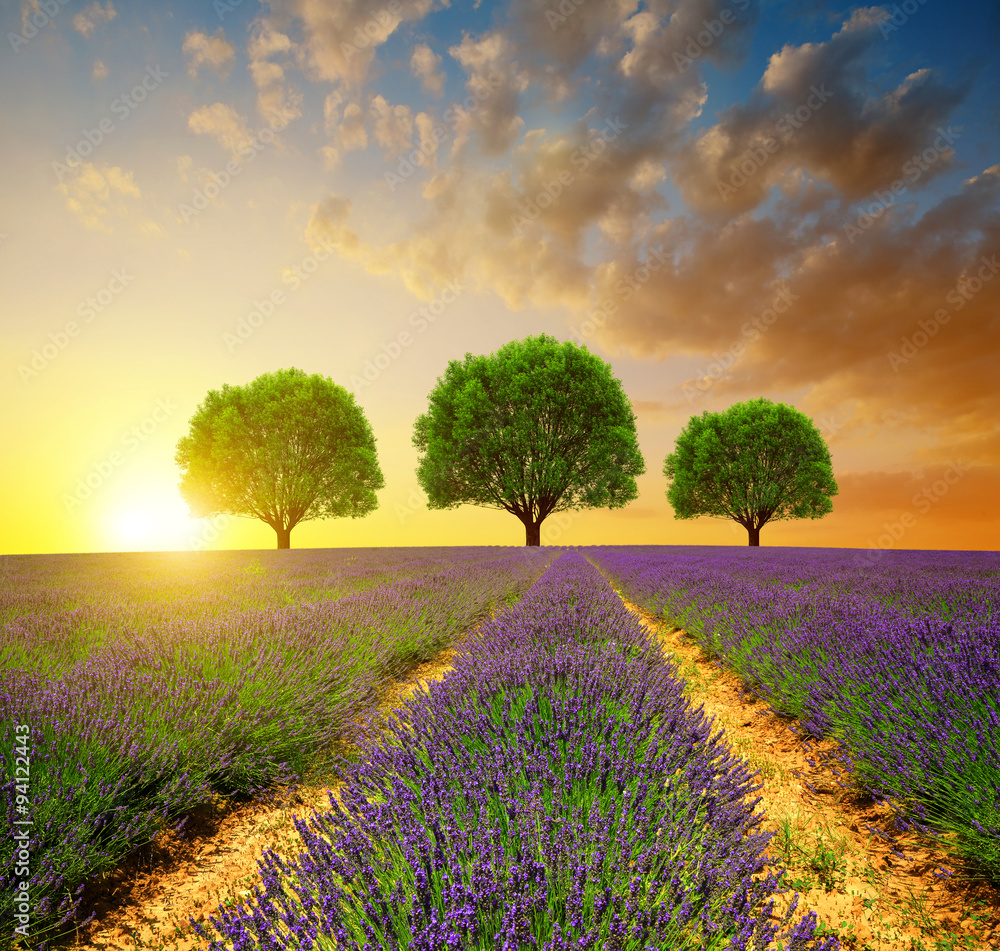 Lavender fields in Provence at sunset - France, Europe. - obrazy, fototapety, plakaty 