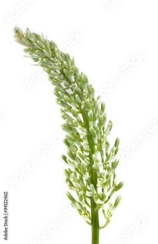 Galanga flower show a part of plant concept.  Alpinia galanga 