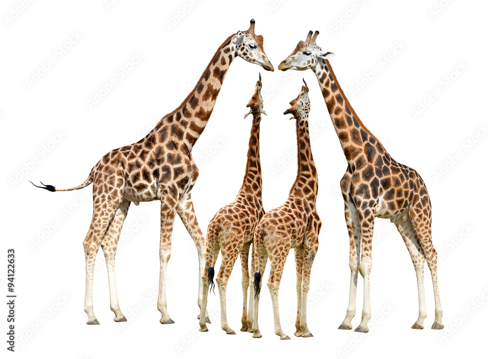Obraz premium Giraffes isolated on white background 