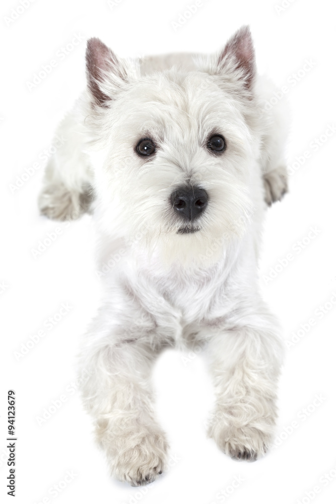 West Highland White Terrier puppy West Highland White Terrier puppy