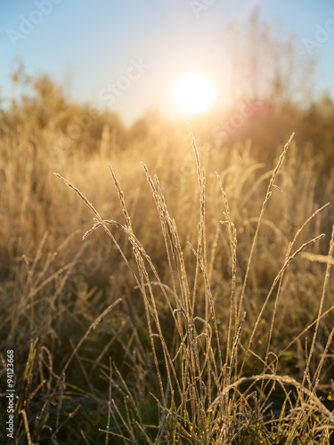 grass in morning