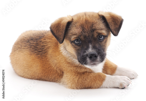Photography Small puppy.