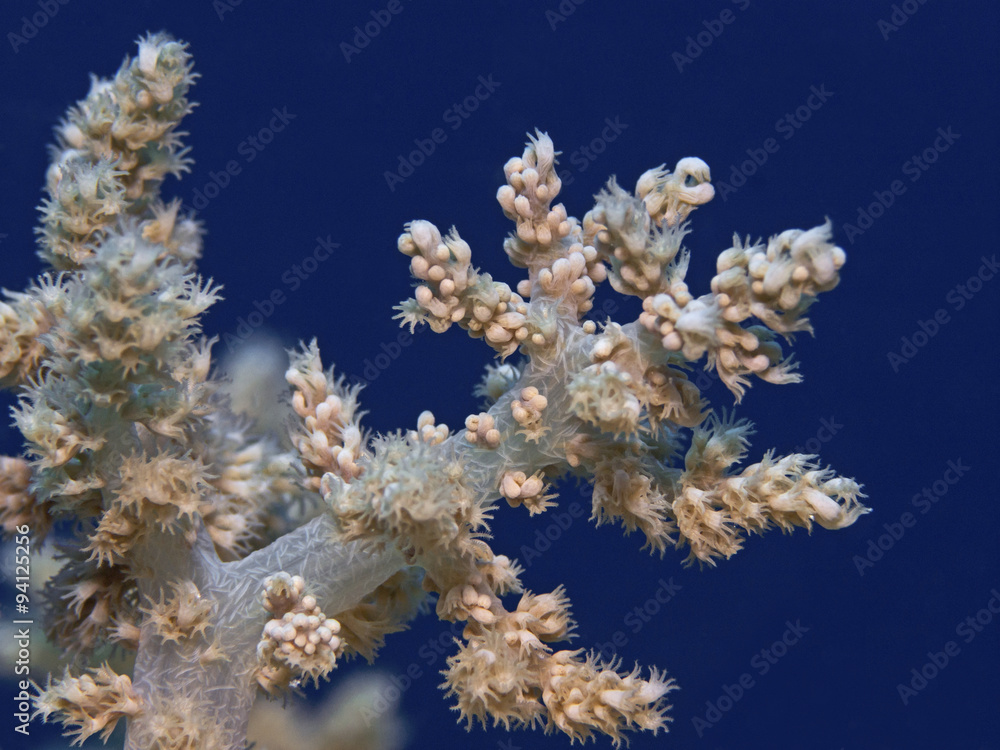 Soft coral polyps, Polypen einer Weichkoralle Soft coral polyps, Polypen einer Weichkoralle