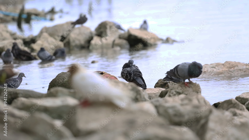 Nature life of pigeons at the pier, riverside and Bangkok, Thailand. Nature life of pigeons at the pier, riverside and Bangkok, Thailand.