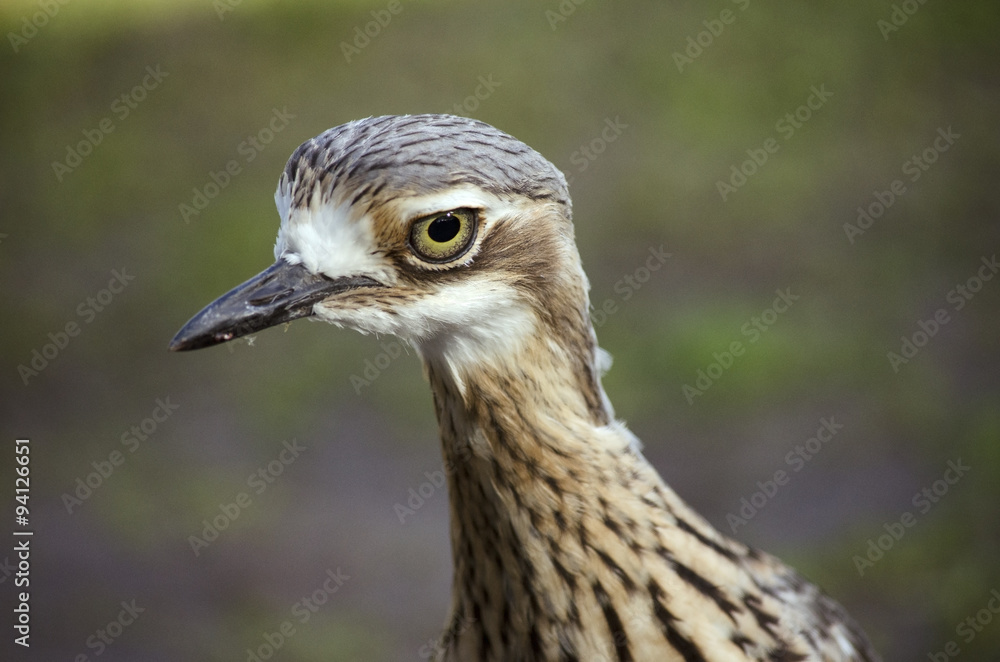 Obraz premium Australian magpie