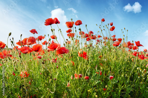 red poppies on green field © Serghei V