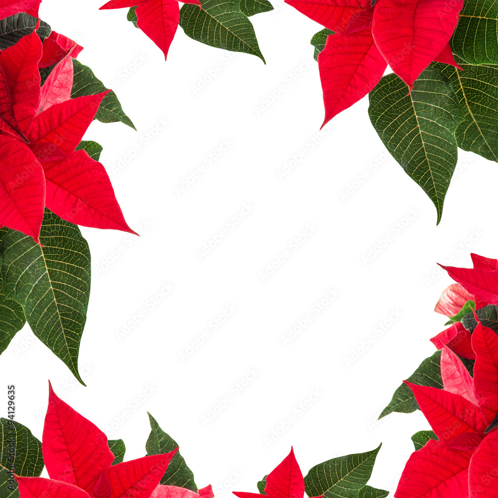 Fototapeta premium Weihnachtsstern