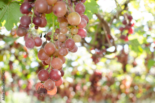 Grapes at sunny