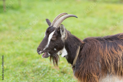 Portrait of a domestic goat