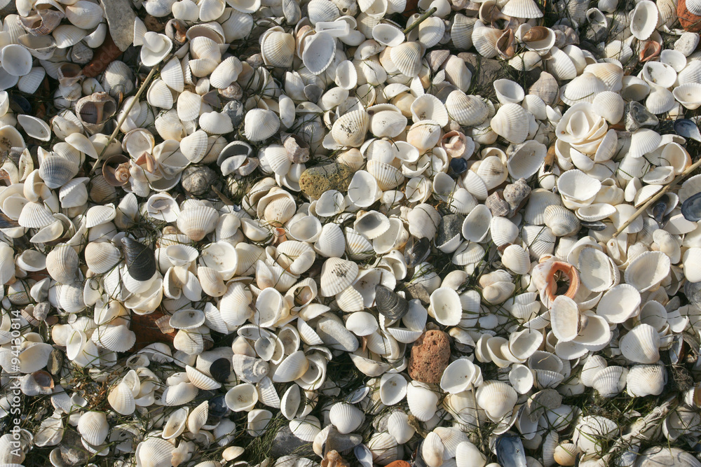 shells 3 shells 3
