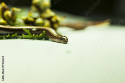 brown forest snake 2 photo